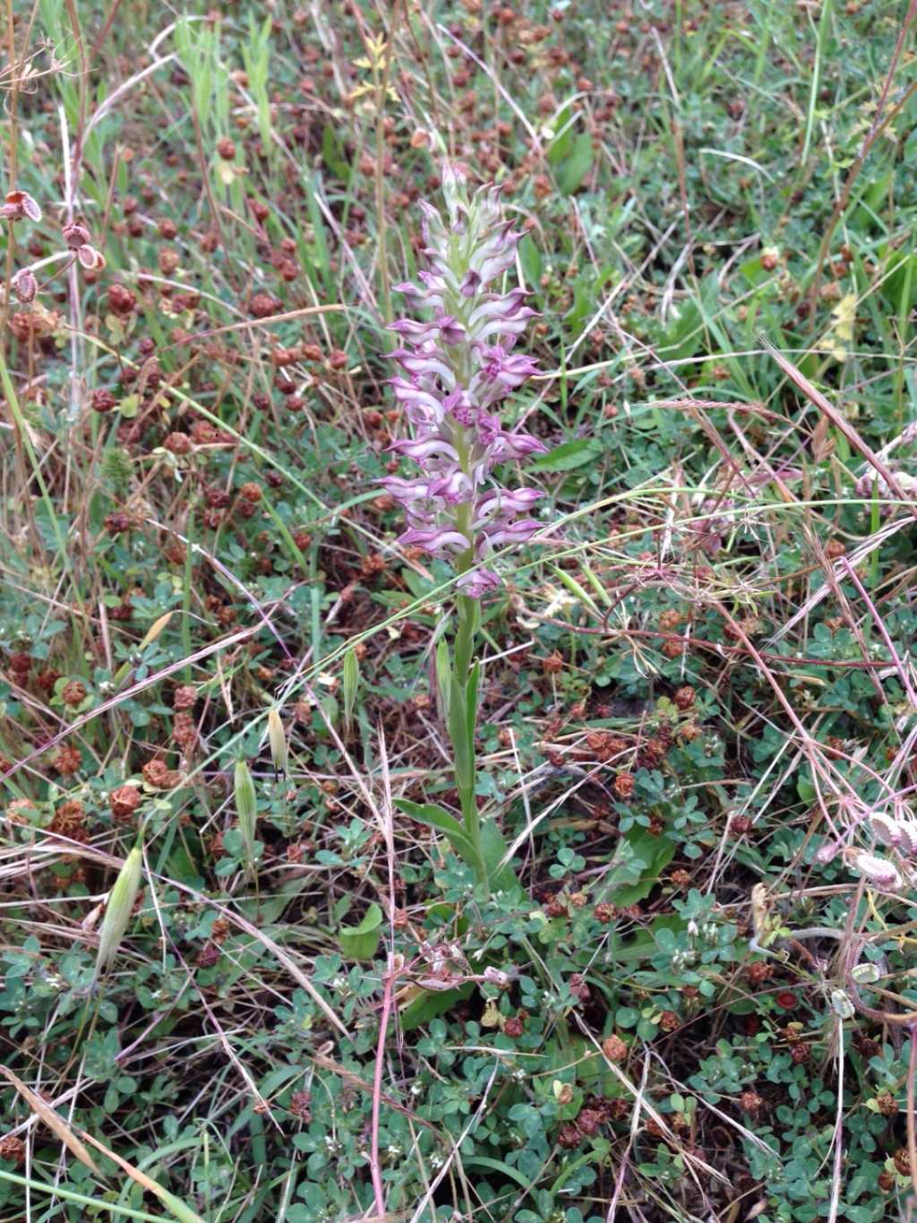 Anacamptis coriophora - Sarsina (FC)